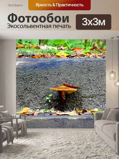 Фотообои Опёнок осенний
