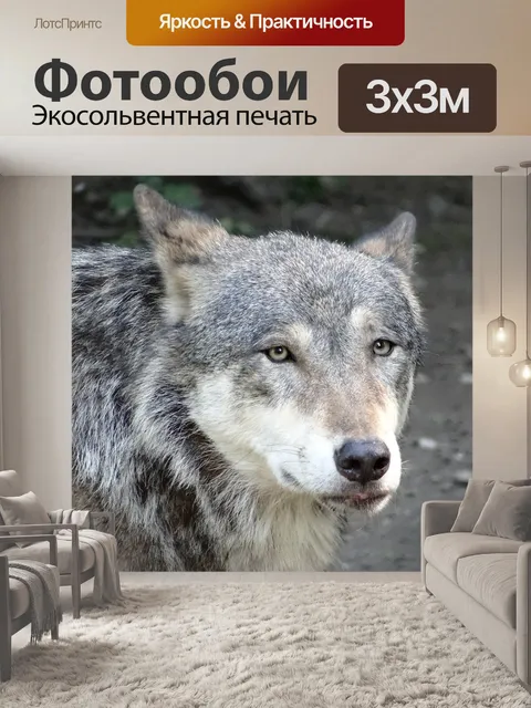 Фотообои Волк