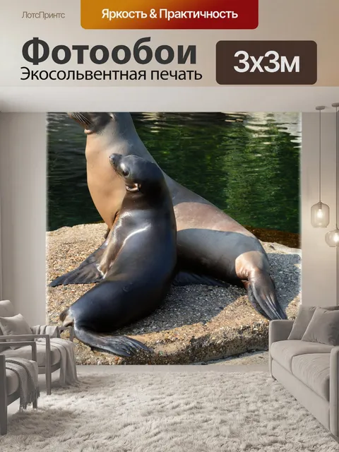 Фотообои Морские львы 1