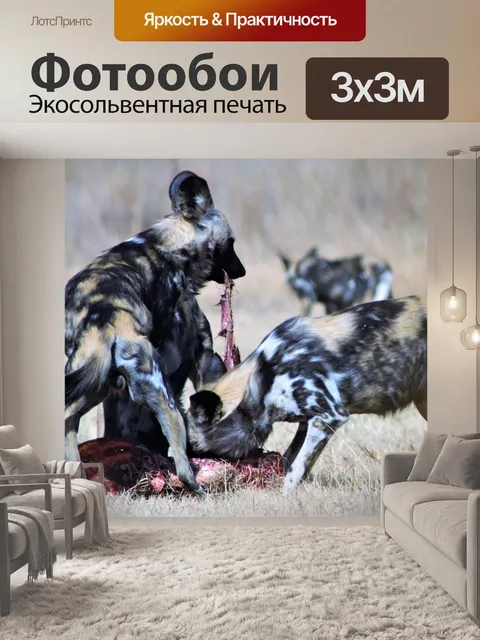 Фотообои Дикая собака
