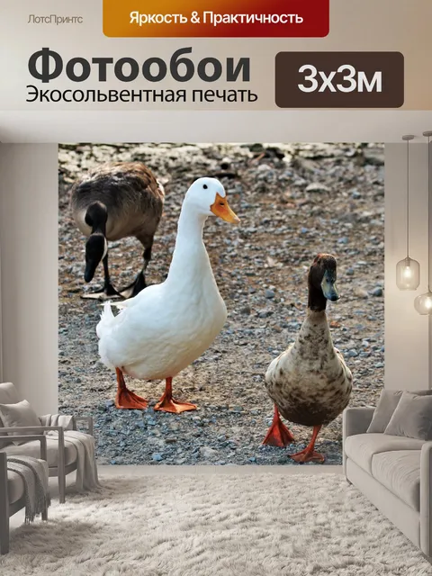 Фотообои Две любопытные утки