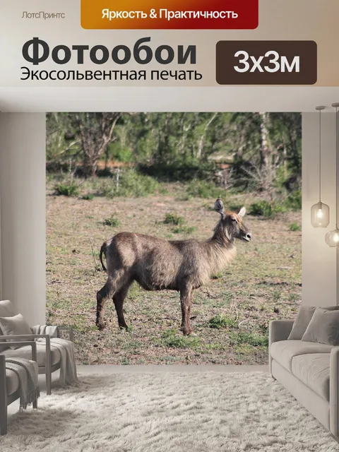 Фотообои Африка