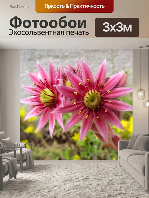 Фотообои Пустынная роза