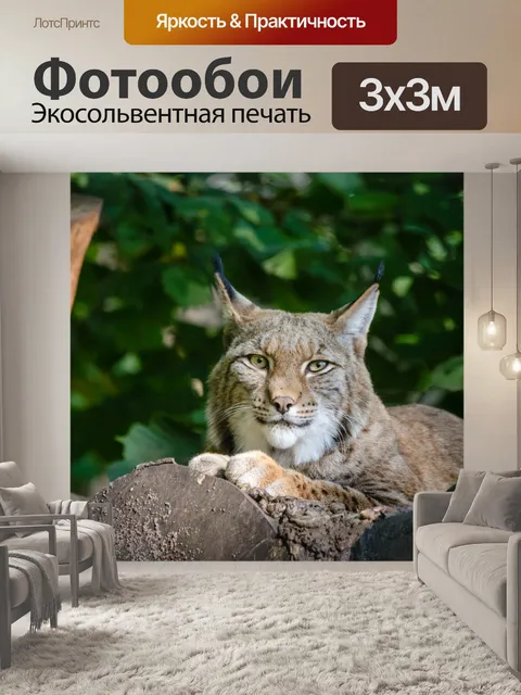 Фотообои Lynx, дикая природа
