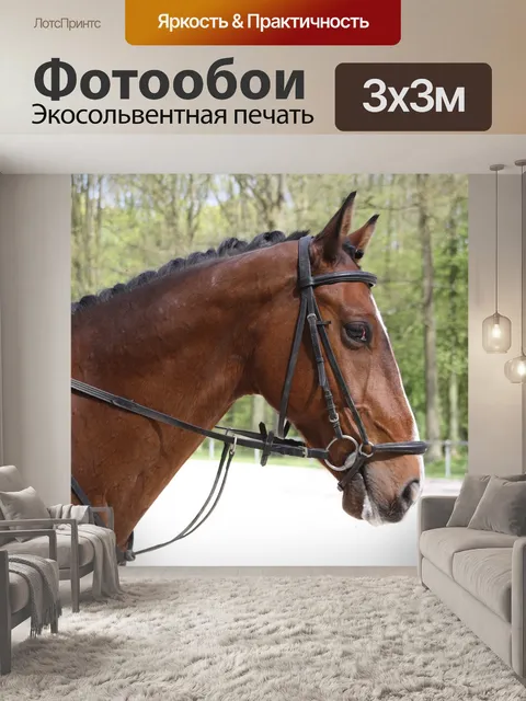 Фотообои Лошадь