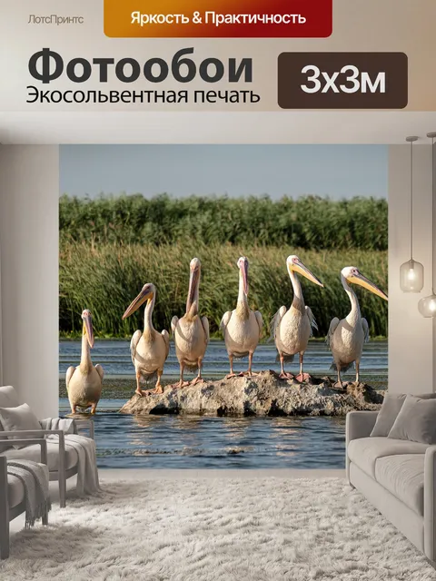 Фотообои Большие белые пеликаны