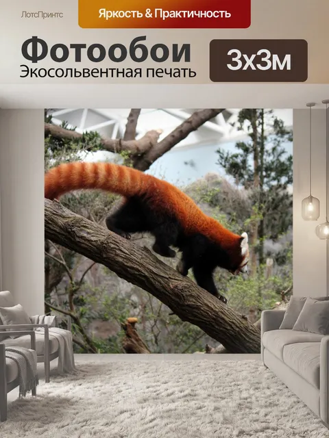 Фотообои прочитал небольшую панд