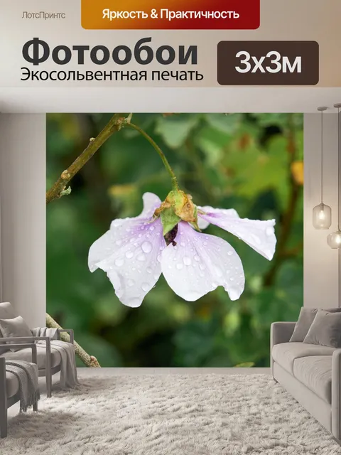 Фотообои Цветок и капли воды