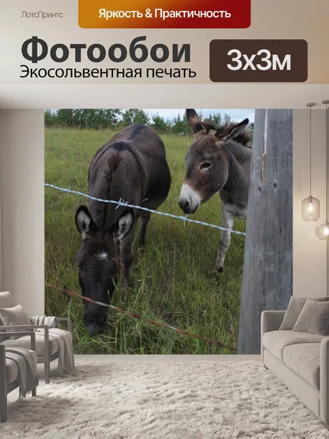 Фотообои Осел сельскохозяйственных животных