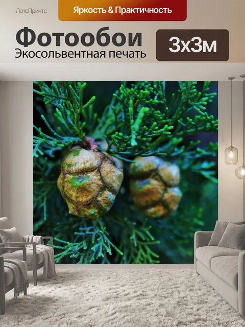 Фотообои Семена хвойных