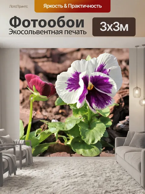 Фотообои Фиолетовые и белые анютины глазки