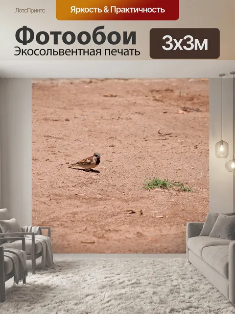 Фотообои Домашний воробей на земле