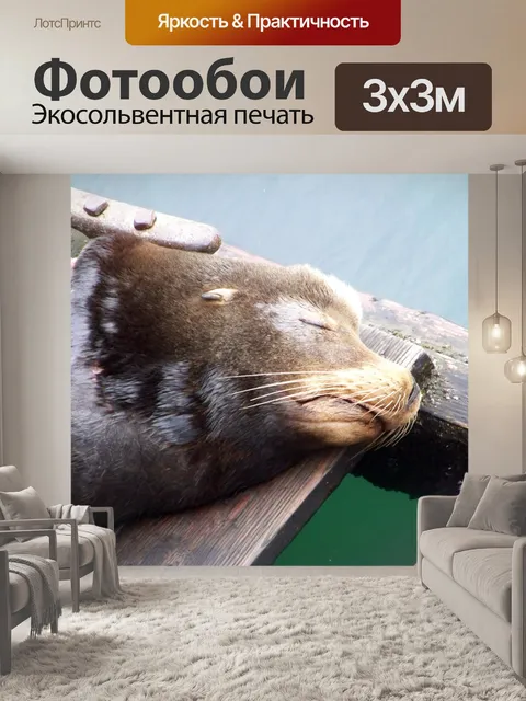 Фотообои Морской лев