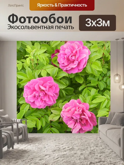Фотообои Дикая Роза 2