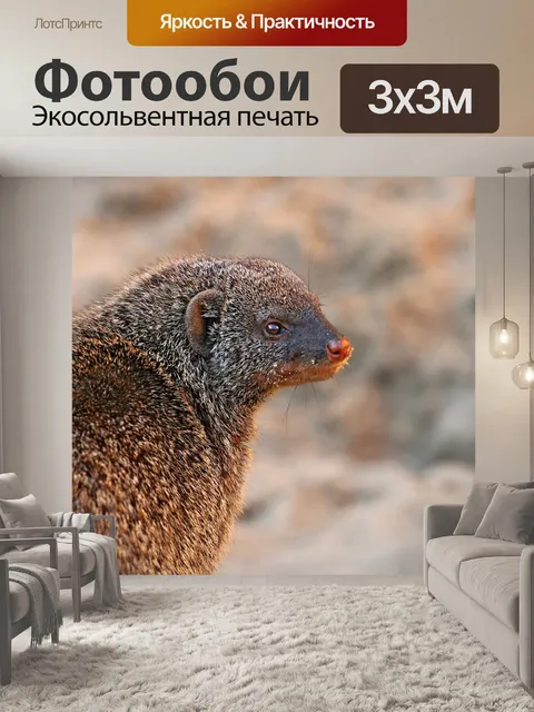 Фотообои Мангуст