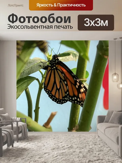 Фотообои Бабочка монарх