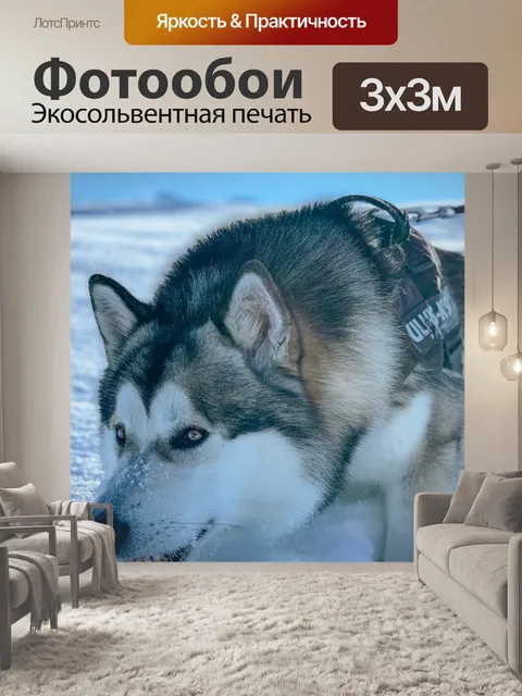 Фотообои Сибирский хаски