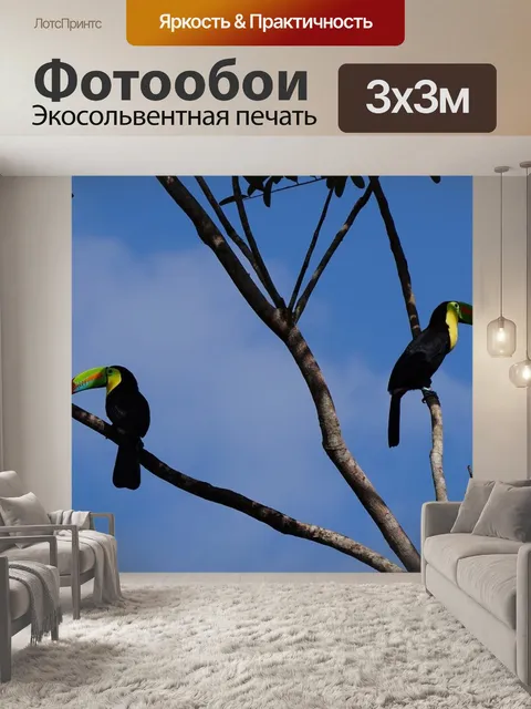 Фотообои Киль клювый тукан