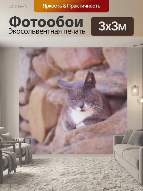 Фотообои Кот спит