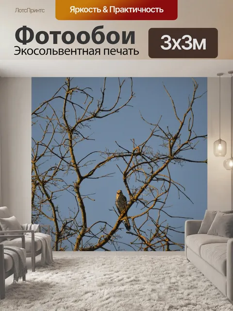 Фотообои Ястреб