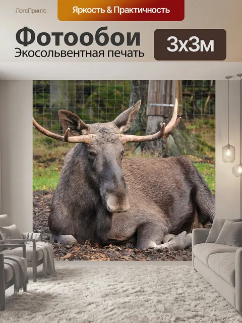Фотообои Лось