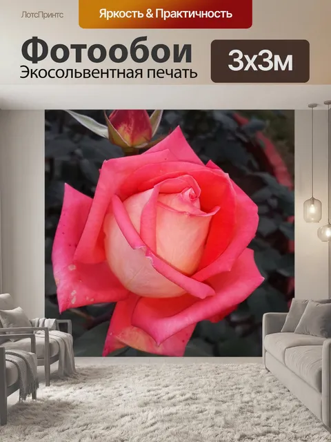 Фотообои Розовая роза