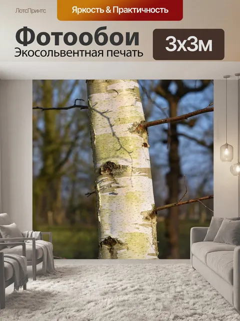 Фотообои Бумага береза