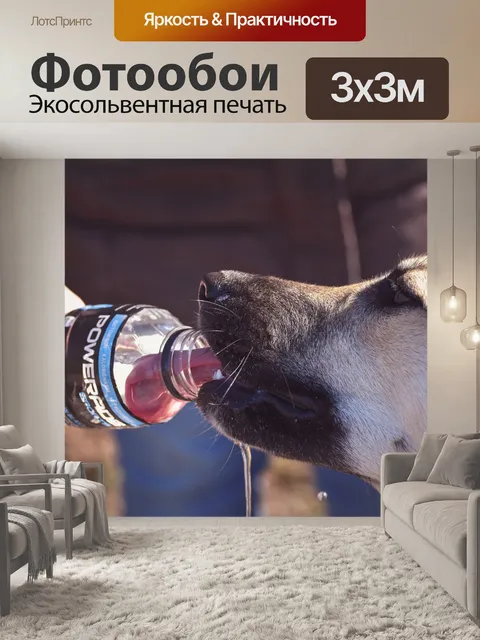 Фотообои Собака
