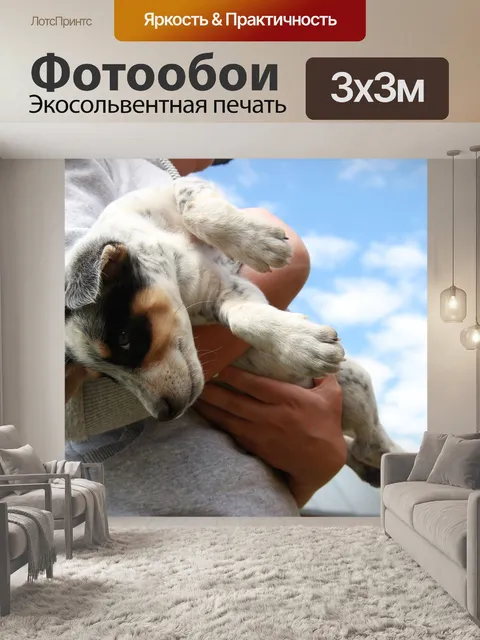 Фотообои Собака