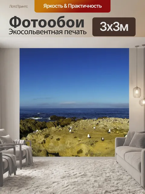 Фотообои Чайки на камне