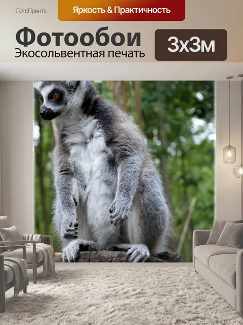 Фотообои Кошачий лемур 21