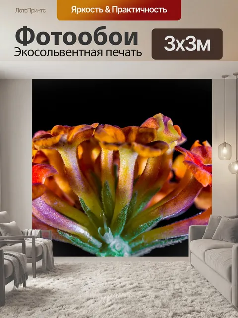 Фотообои Кабриолет роза