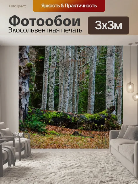 Фотообои Березы