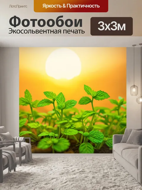 Фотообои мятный цвет, где мятные побеги растут на фоне янтарного заката