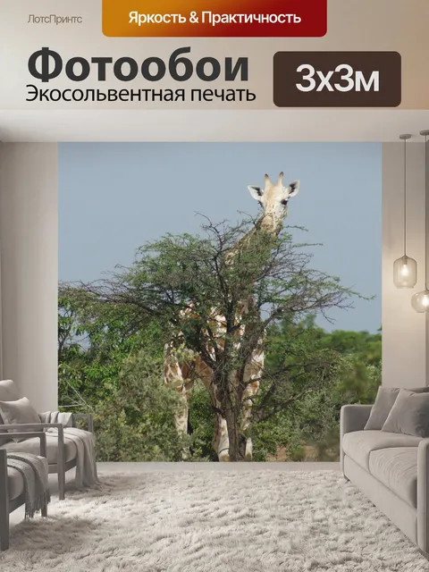 Фотообои Жирафа