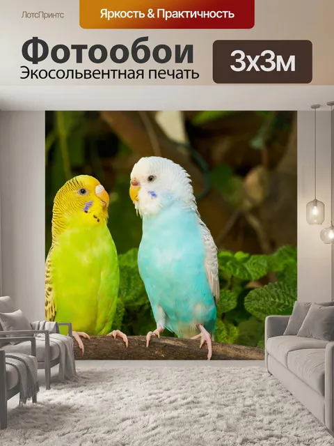 Фотообои Волнистый попугайчик