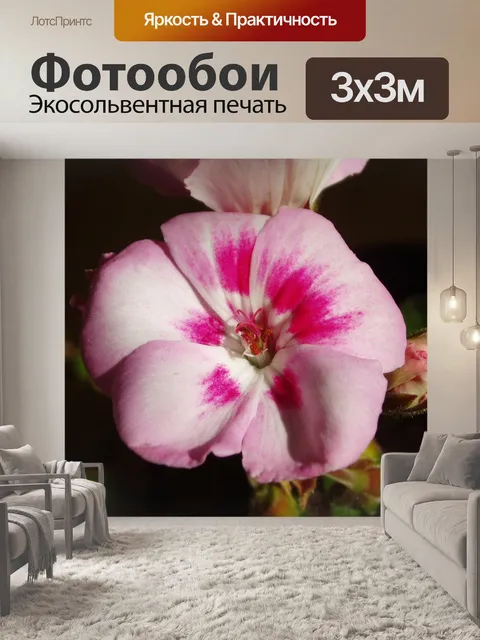 Фотообои Герань