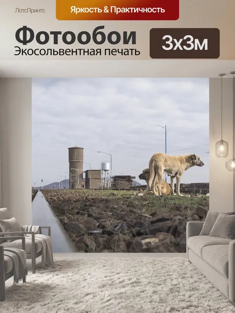 Фотообои Собака собаки