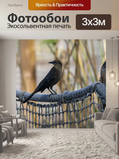 Фотообои гракл птица