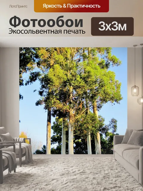 Фотообои скопление высоких эвкалиптов