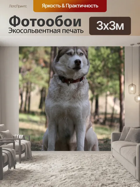 Фотообои Сибирский хаски