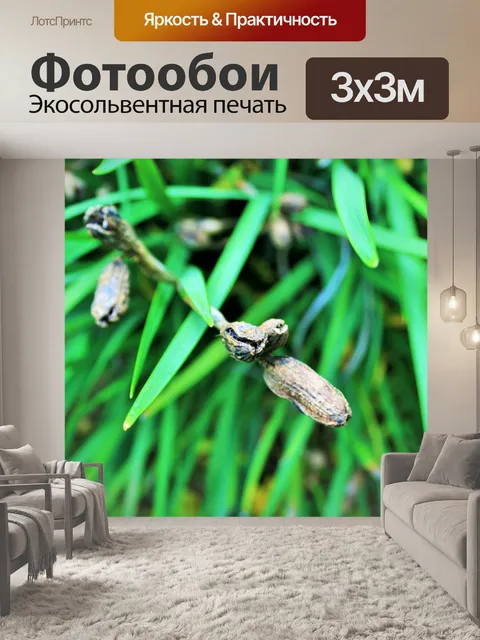 Фотообои дикие семена ириса