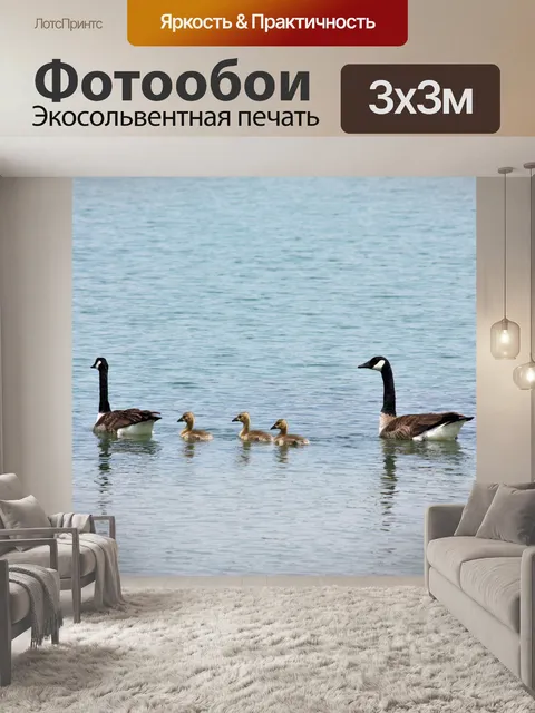 Фотообои Канада Гуси и Гослингс Плавание