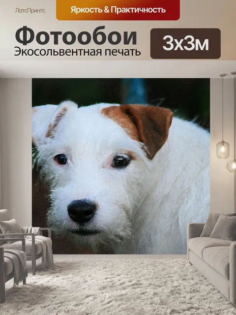 Фотообои прямой взгляд от собаки