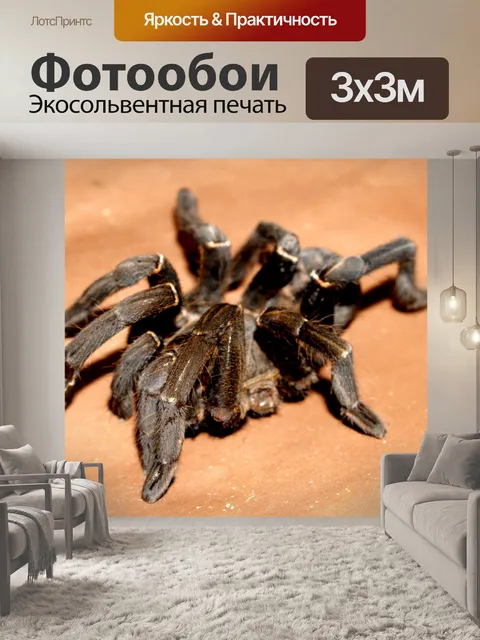 Фотообои тарантул паук брахипельма кузнец