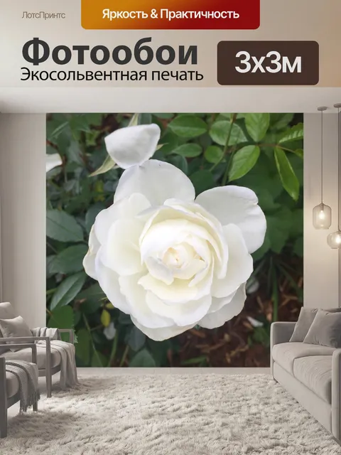 Фотообои Белая роза