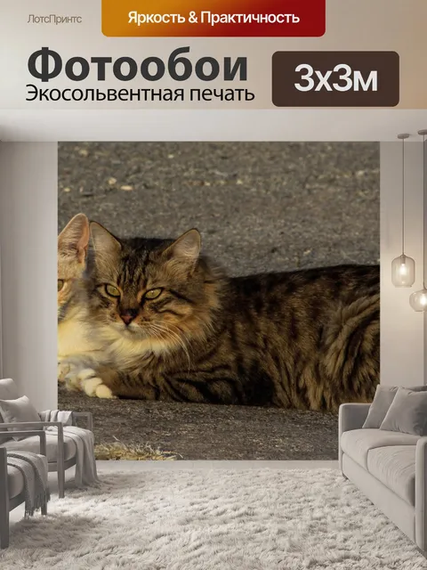 Фотообои Кошки
