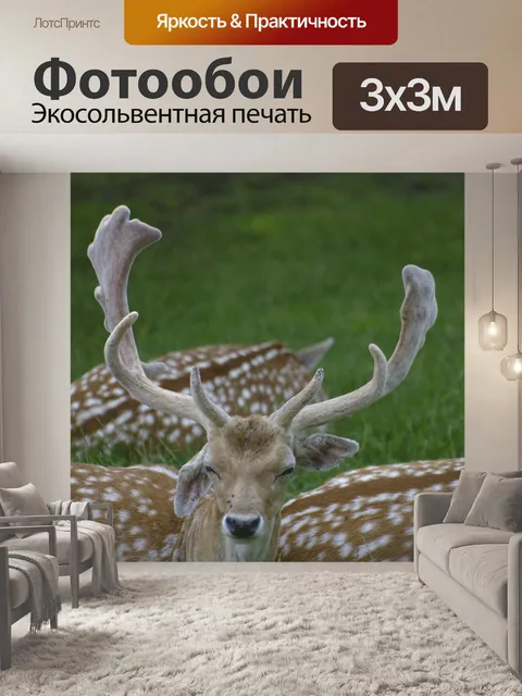 Фотообои Олень