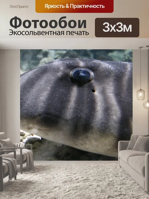 Фотообои Зебра Рог Акула