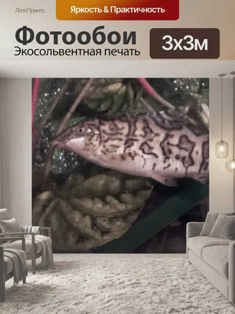 Фотообои ДжоДжо Лоуч Аквариумная Рыбка